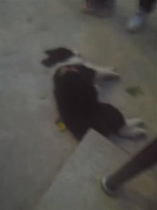 ​宠物狗吓哭小孩被摔死，主人回应：没牵狗绳有责任 但狗没咬人