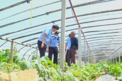 ​2男1女为寻刺激开着宝马偷西瓜，多达上千斤