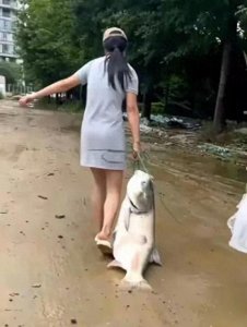 ​暴雨后女子捡40斤重的大鱼回家，专家：洪水泡过，不建议食用！