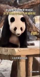 ​游客疑似用激光笔照大熊猫眼睛?广州长隆回应