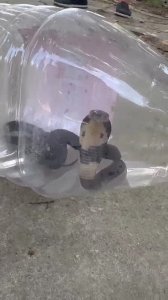 ​浙江一村出现上千条眼镜蛇？村委会：幼蛇，数量不多，已处理完毕