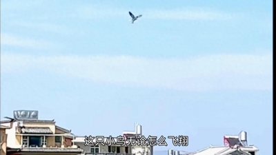 ​内蒙古神风！小鸟被“封印”原地，奇迹般的求生之旅