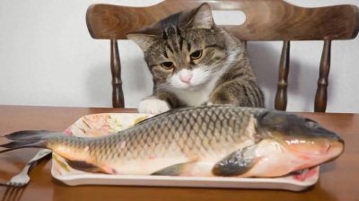 ​猫为什么喜欢吃鱼