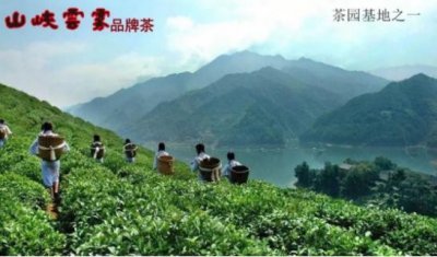 ​品山峡云雾，入云端之境