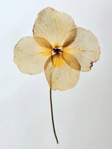 ​押花｜封存四季 掌中春秋