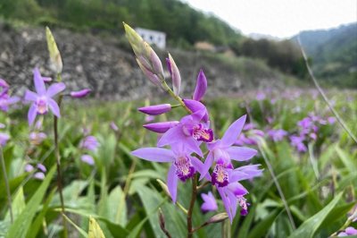 ​白芨种植方法大比拼，块茎繁殖、种子繁殖哪个好？